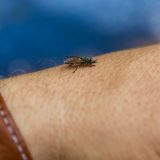 Zašto sve više ljudi stavlja krastavac na prozor? 1