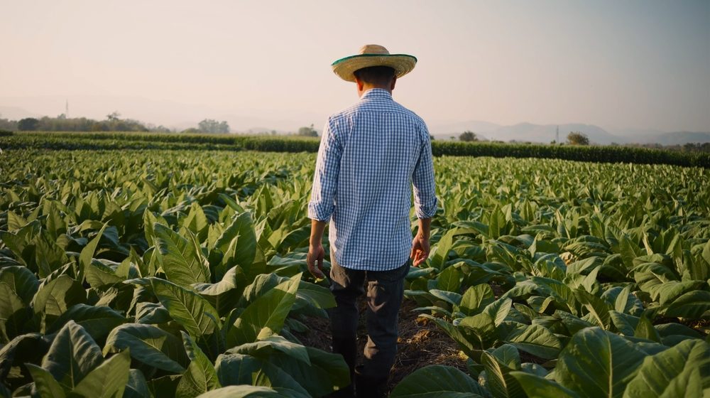 Najviše izvozimo duvan, a uvozimo gasna ulja: Šta za Srbiju znači Sporazum o slobodnoj trgovini sa Egiptom? 1