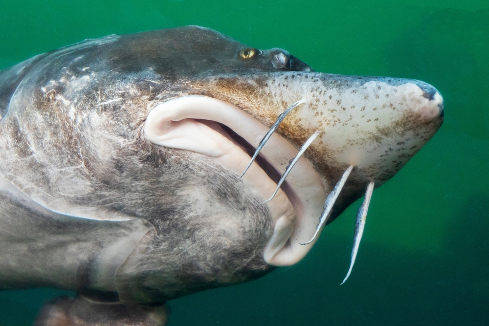 Kaspijsko jezero: Tajanstveno more bez izlaza 2