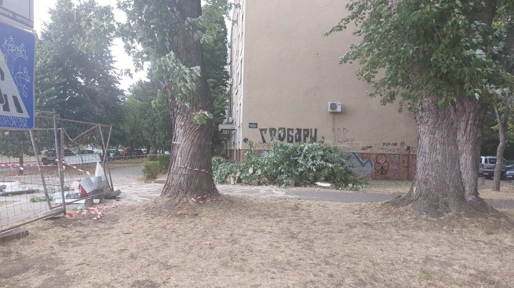 Nevreme oborilo drvo u Novom Sadu: Povređeni žena i dete 1