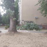 Nevreme oborilo drvo u Novom Sadu: Povređeni žena i dete 5
