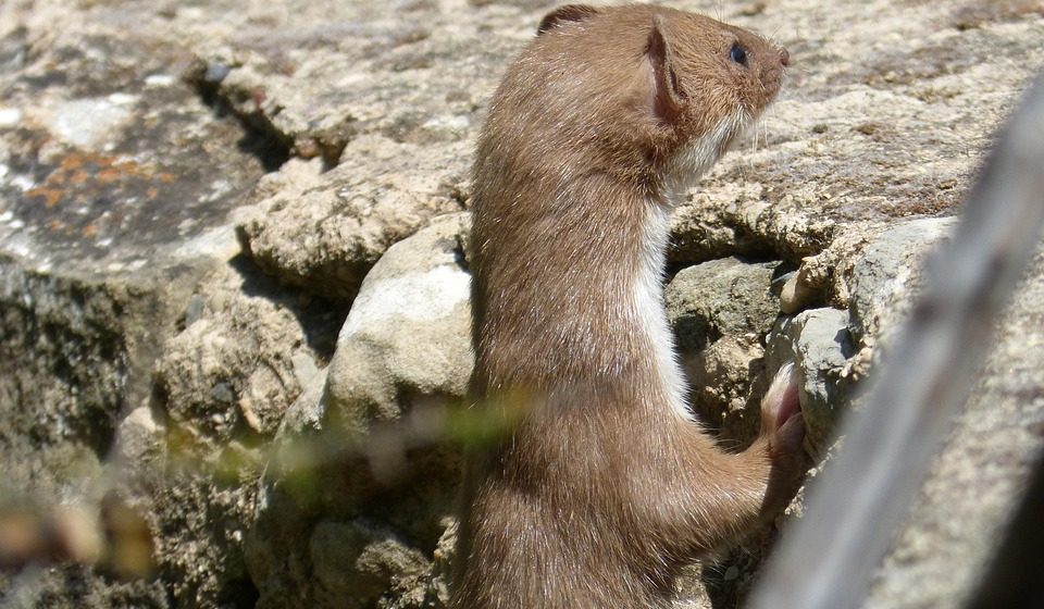 Lasice u Mirijevu: Klimatske promene donose nam divlje životinje u komšiluk 1