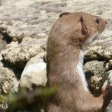 Lasice u Mirijevu: Klimatske promene donose nam divlje životinje u komšiluk 13