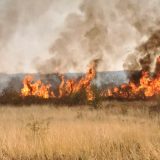 Ministarstvo poljoprivrede: Inspekcija otkriveno više desetina slučajeva spaljivanja strnjike 5