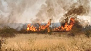 Ministarstvo poljoprivrede, šumarstva i vodoprivrede saopštilo je da poljoprivredni inspektori od 21. oktobra sprovode akcijsku kontrolu spaljivanja organskih ostataka nakon žetve na poljoprivrednom zemljištu, odnosno spaljivanja strnjike.