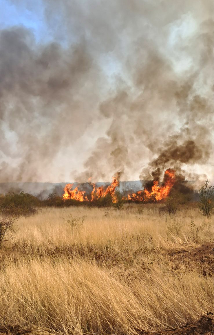 U požaru u Kostolu kod Kladova vatra zahvatila oko 100 hektara, Čaušić očekuje da uskoro bude stavljen pod kontrolu (FOTO) 3
