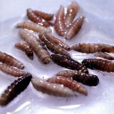 Prvi slučaj u Americi: Čovek zaražen parazitom koji jede tkivo 7