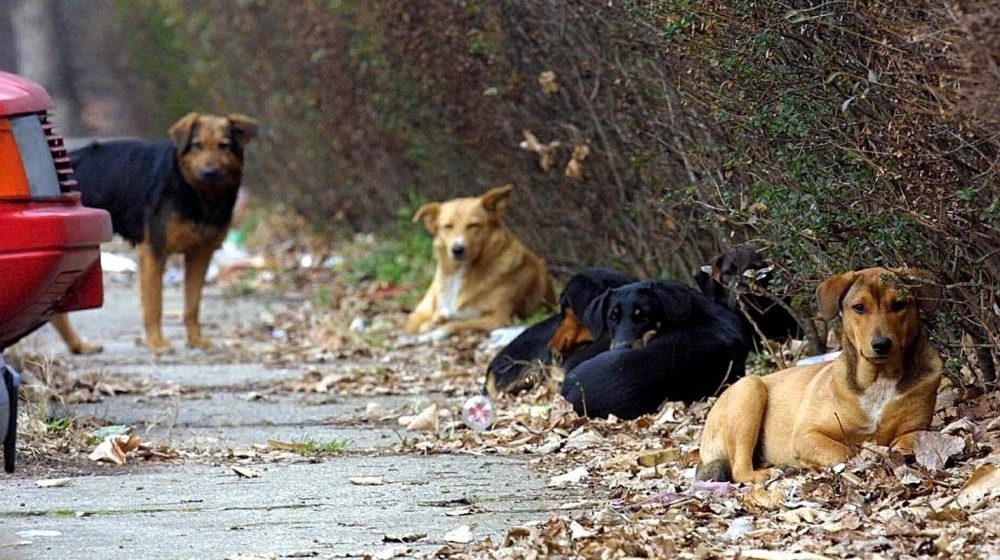 SRCE: Nacrt Zakona o dobrobiti životinja pretnja, ne zaštita 1