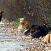 Sve više ujeda pasa na području Nišavskog okruga, za četiri godine skoro dupliran broj 11