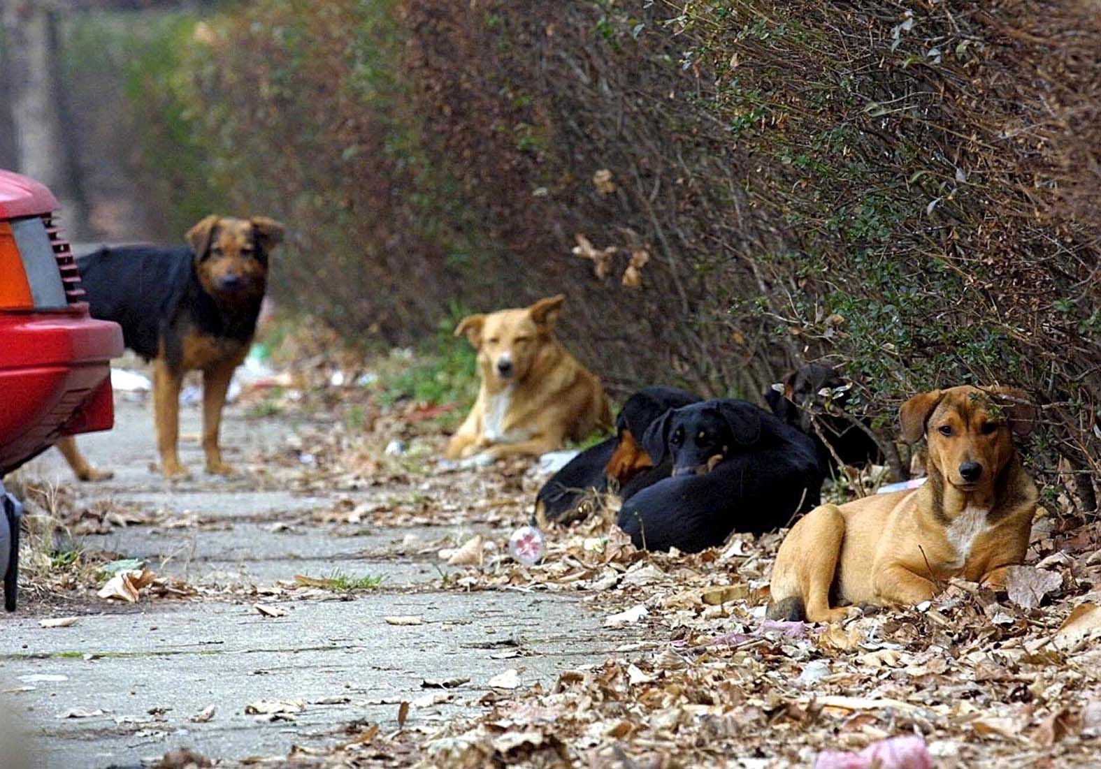 Kreni – Promeni: „Životinje u katastrofalnim uslovima, Nacrt zakona donosi novu korupciju“ 2