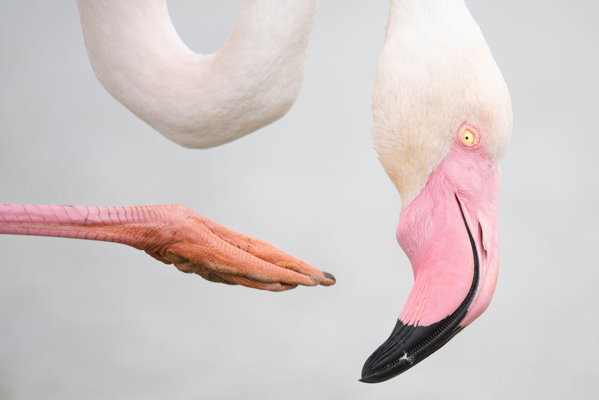 'Jahač na metli': Osa zadivila žiri fotografskog takmičenja 9 Veliki flamingo balansira pokušavajući da se češe po glavi. Njegov zakrivljeni vrat, stopalo i ružičasto perje su sve što možete videti na ovoj slici.