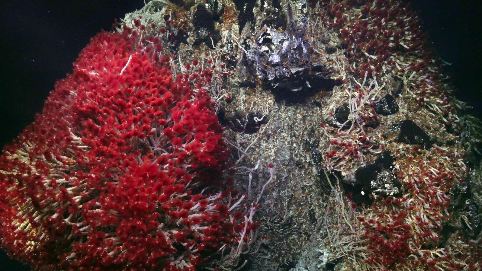 Neki podvodni vulkani bi uskoro mogli da eruptiraju - treba li da strahujemo 7 Vulkanska stena