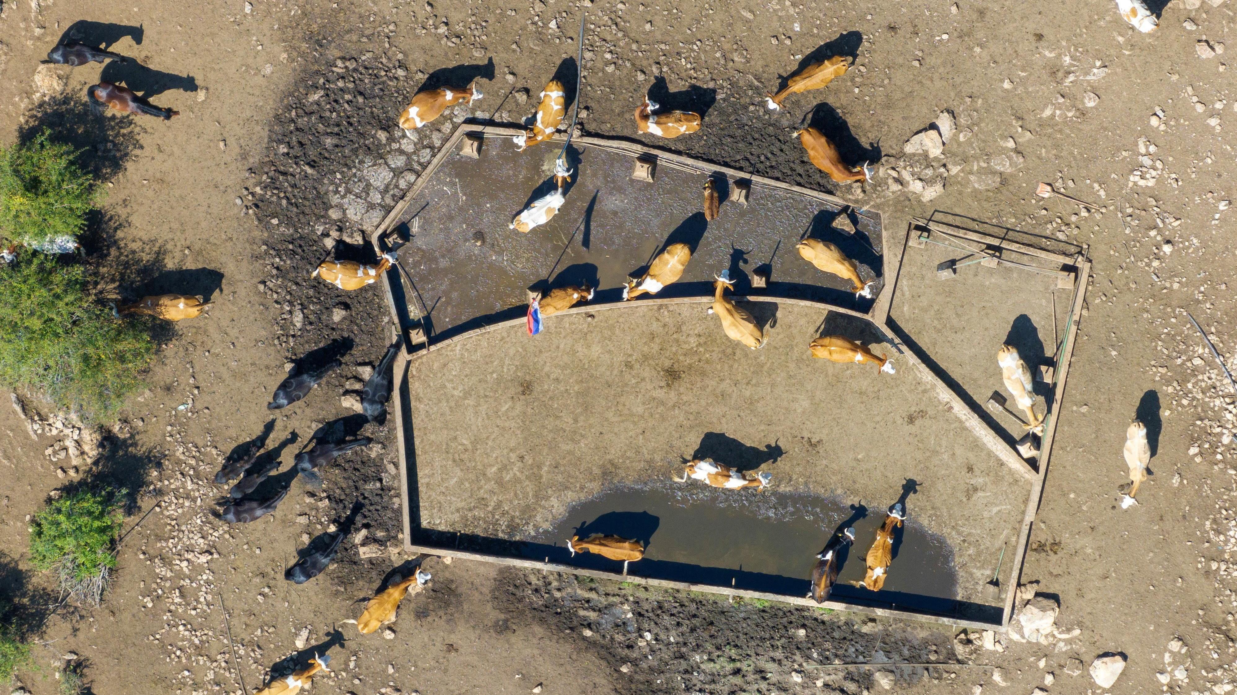 Životinje na Suvoj planini ponovo žedne 5 Pojilište Rakoš na Suvoj planini