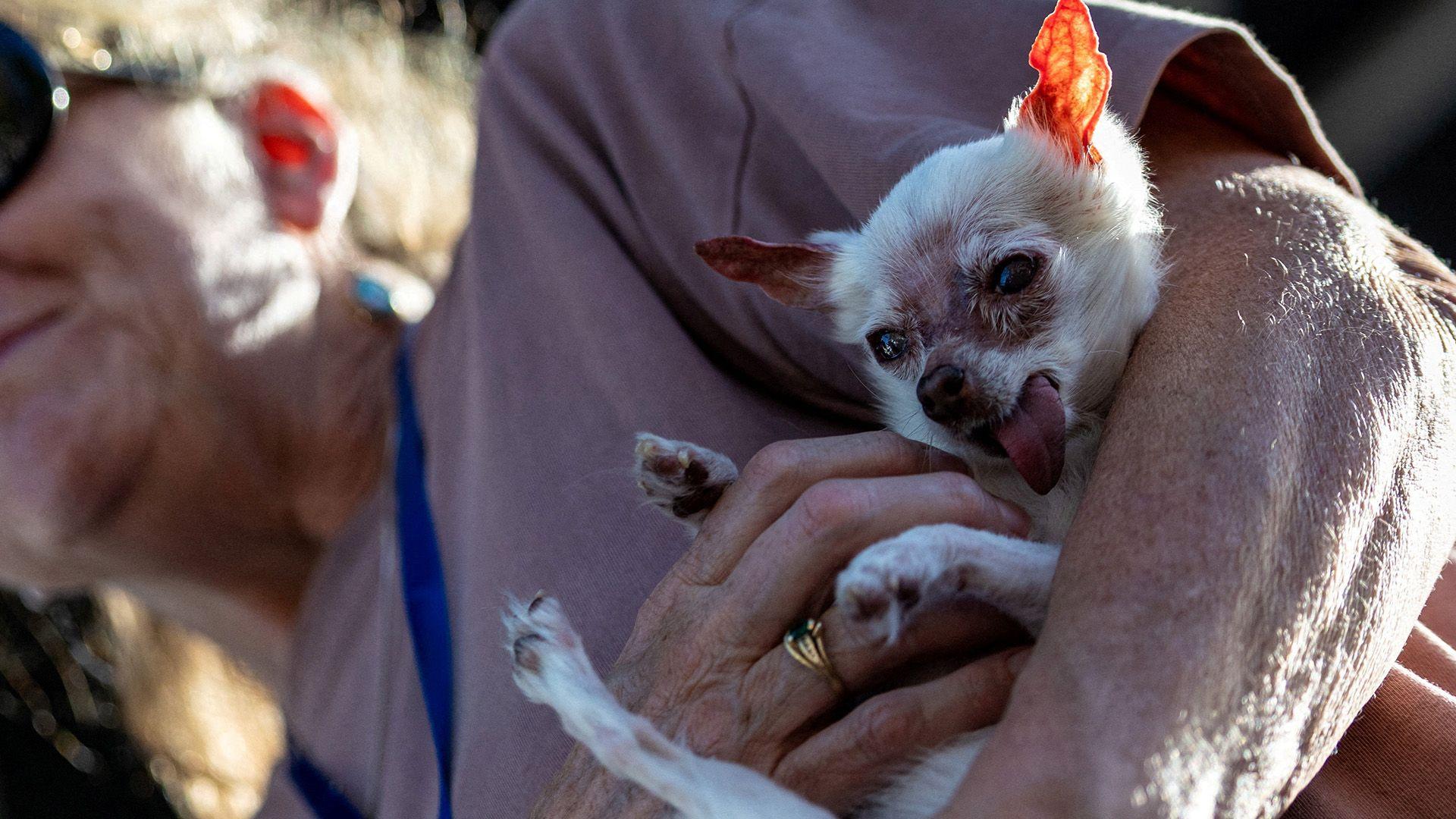 Nezumi je Mali pas s belim krznom. Na glavi ima braon mrlju. Jezik joj je isplažen i u naručju je vlasnika 
