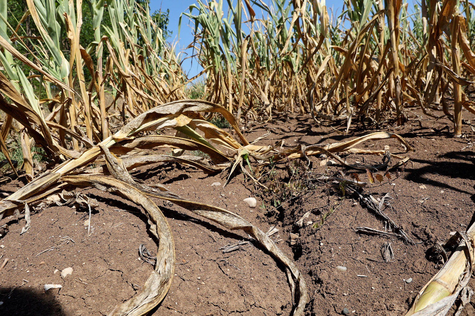 Klimatski ekstremi u Srbiji: Za dve decenije napravili štetu od najmanje 10 milijardi evra 2