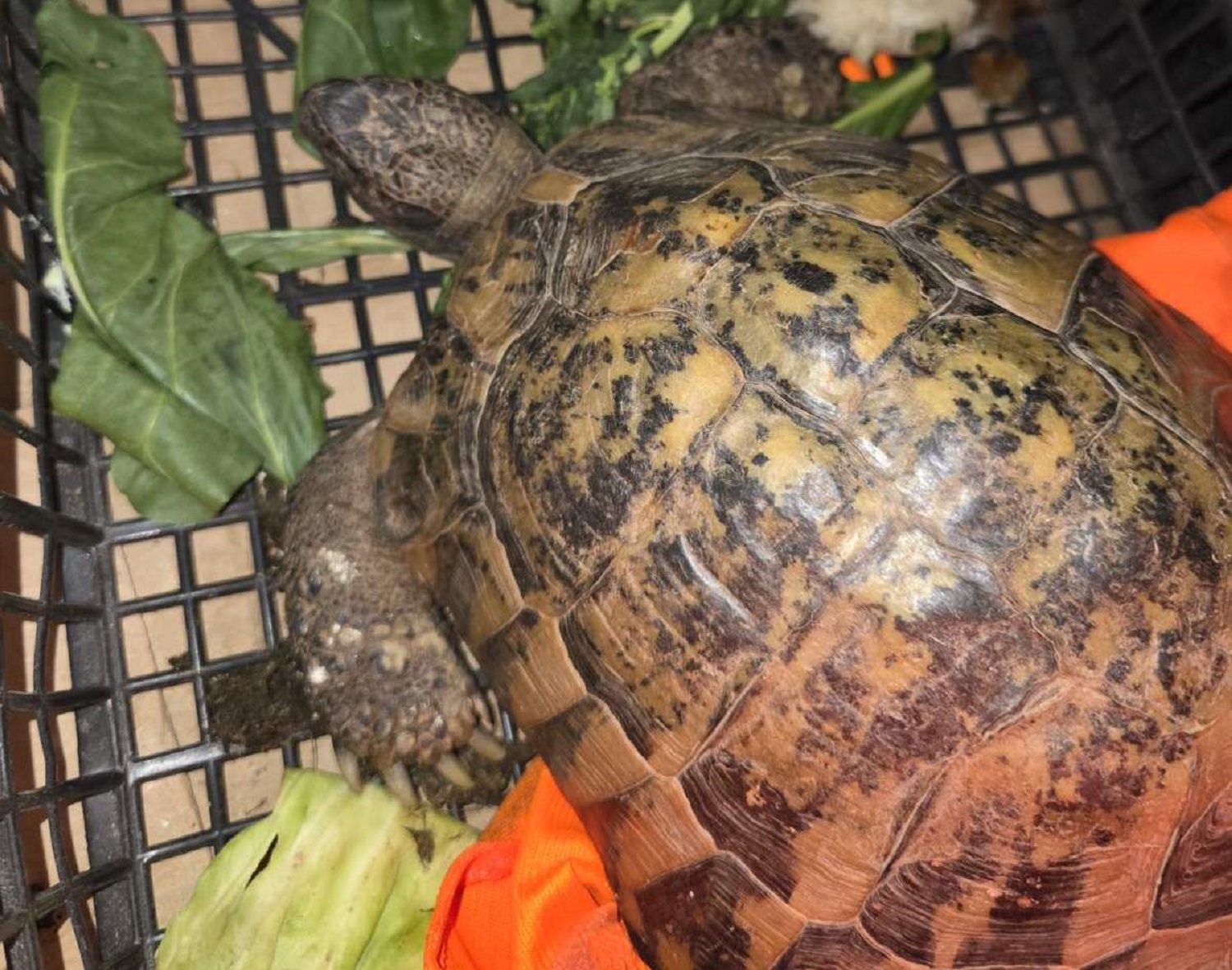 Na Kelebiji sprečeno krijumčarenje strogo zaštićene vrste kornjače (FOTO) 2