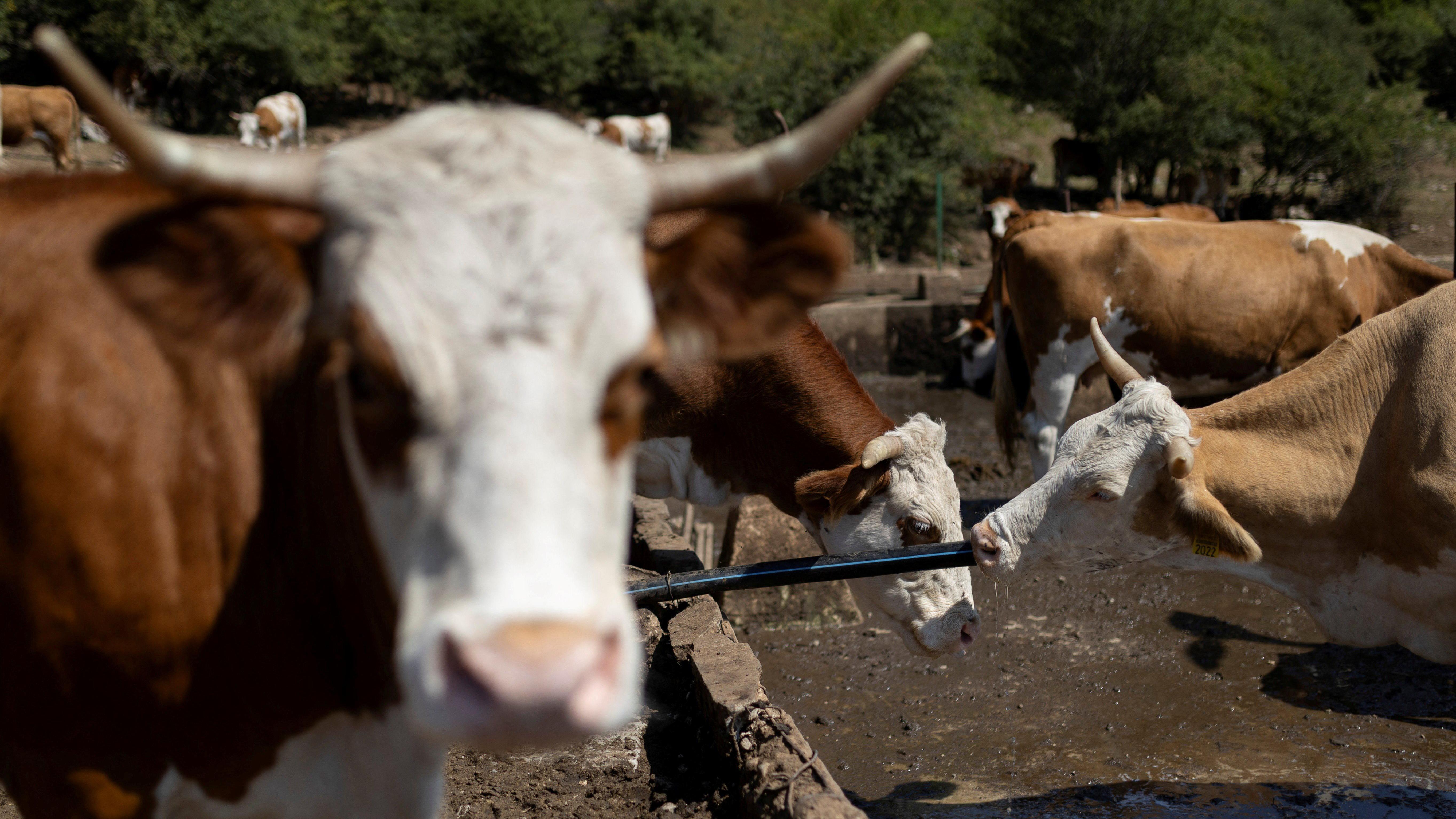 Životinje na Suvoj planini ponovo žedne 3 Krave na Suvoj planini