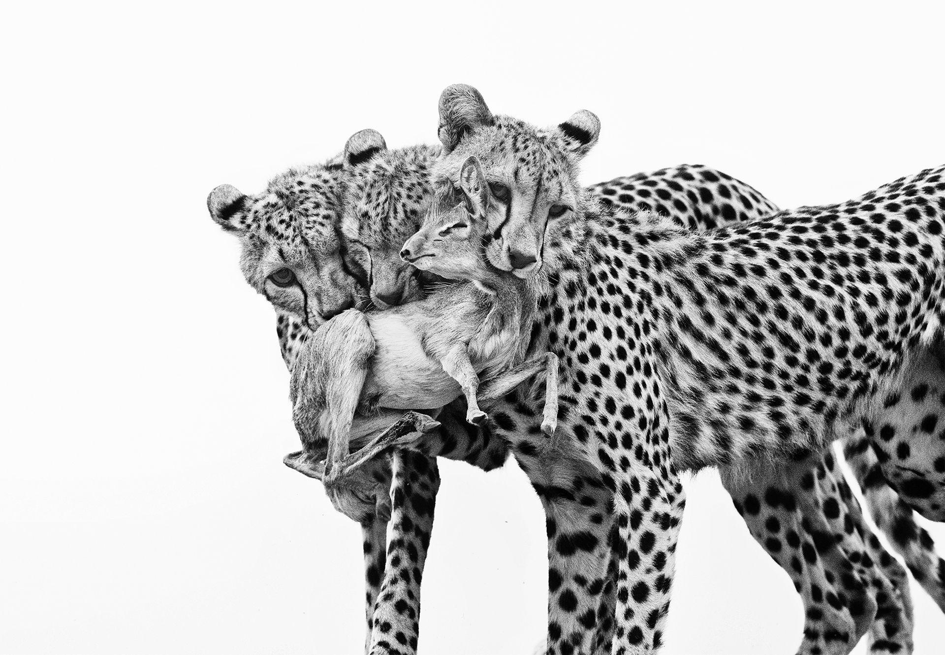 'Jahač na metli': Osa zadivila žiri fotografskog takmičenja 10 Crno-bela slika tri mlada geparda