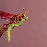 'Jahač na metli': Osa zadivila žiri fotografskog takmičenja 3