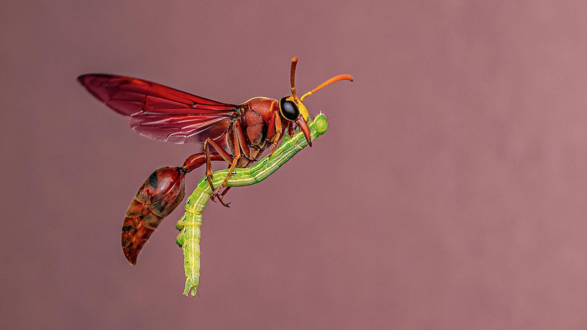 'Jahač na metli': Osa zadivila žiri fotografskog takmičenja 1 Crvena osa izgleda gotovo zamrznuto, ali je zapravo u letu, drži zelenu gusenicu ispod tela. Pozadina je nežno ružičasto/ljubičasta mutna boja, koja skreće pažnju na crvena krila i plen insekta.