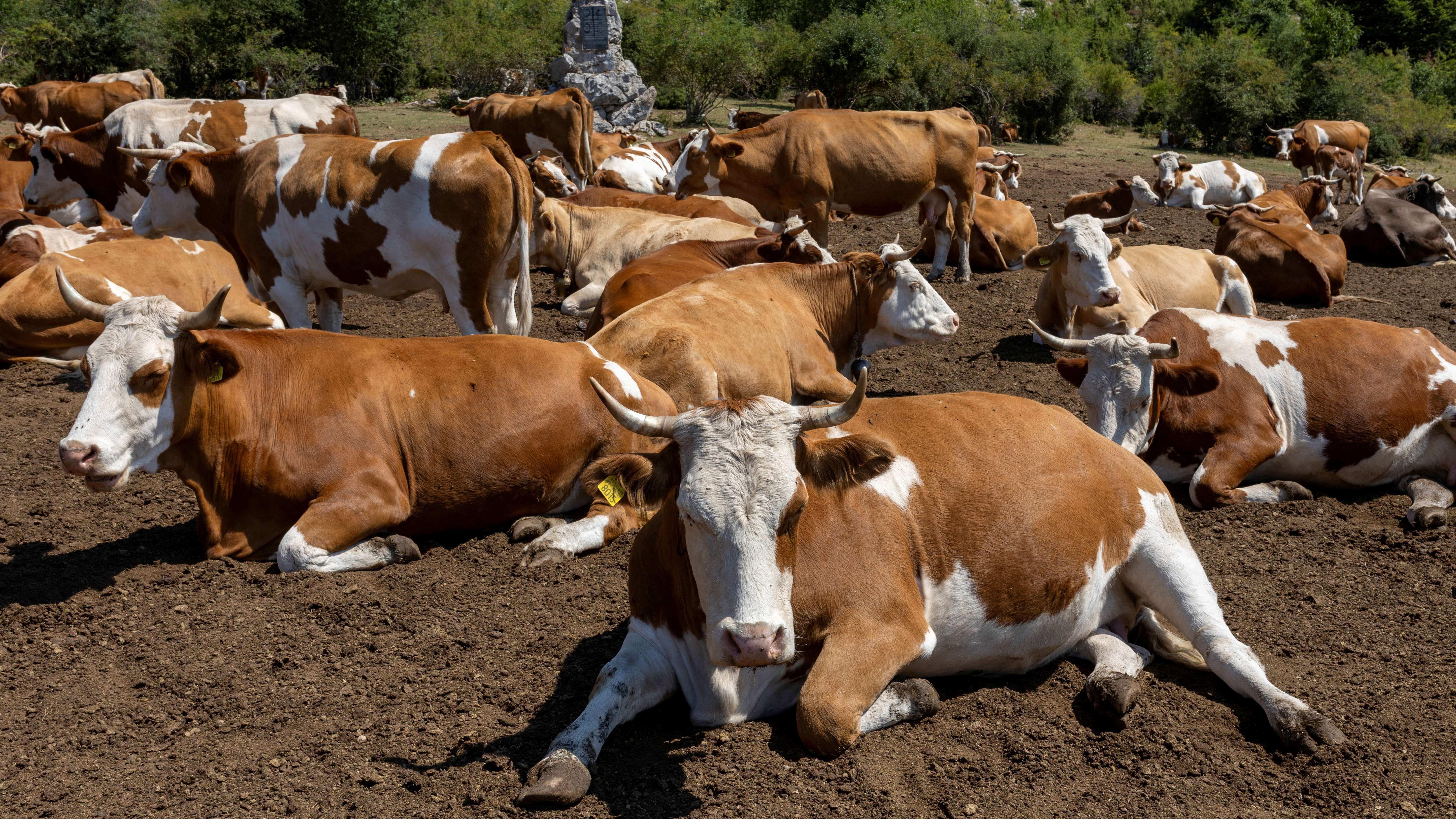 Životinje na Suvoj planini ponovo žedne 7 Krdo krava na Suvoj planini