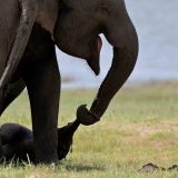 Da li slonovi žale za mrtvima 2