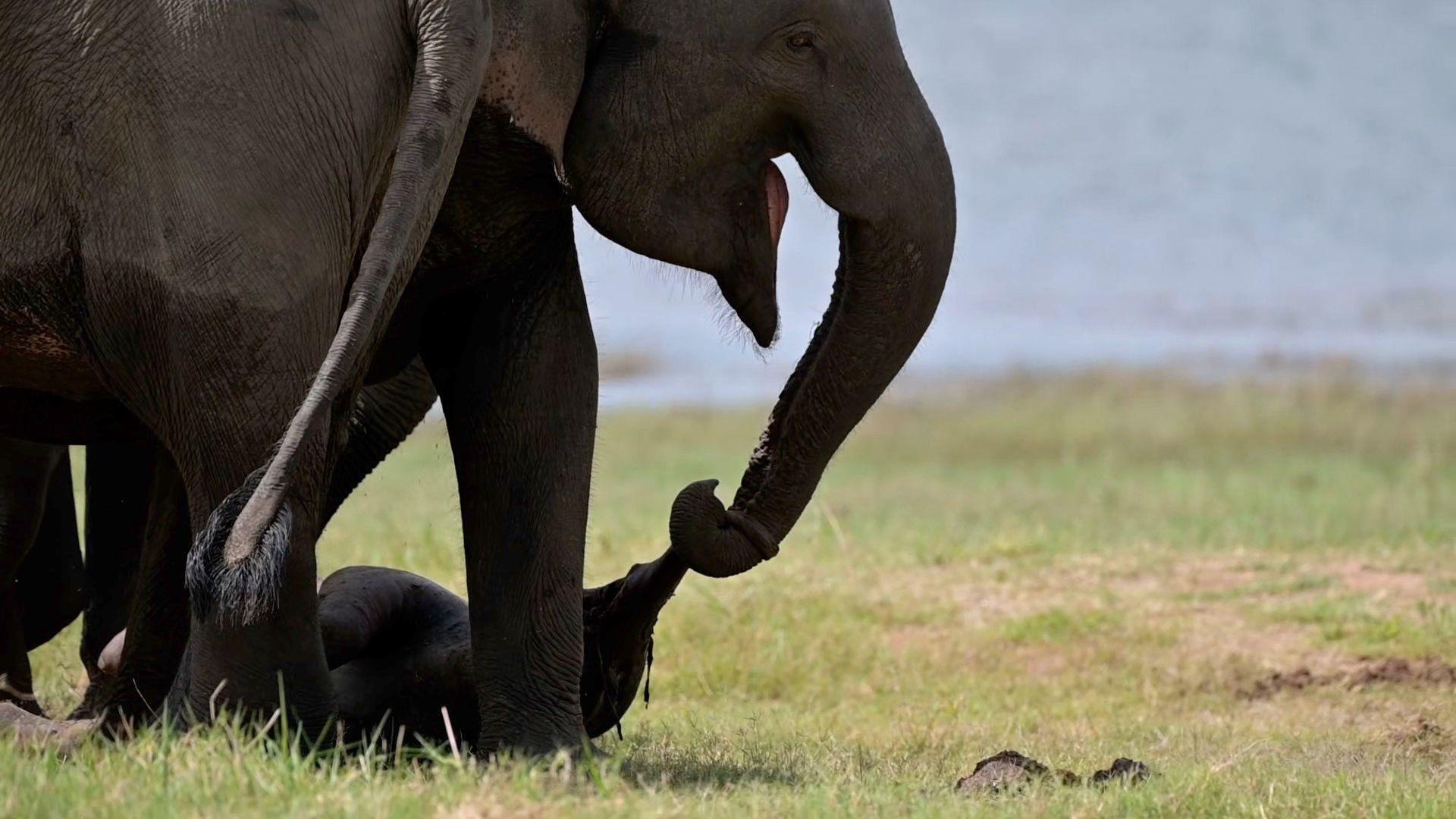 Da li slonovi žale za mrtvima 1 Azijska slonica vuče mrtvo mladunče