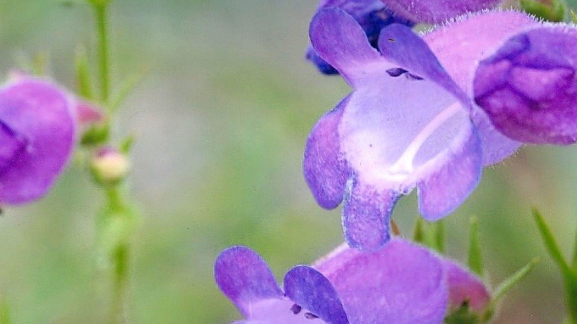 Lovac na biljke koji je rizikovao život u potrazi za orhidejom 15 Cvet koji je Tom otkrio u Meksiku 1999. godine zvanično je nazvan Penstemon Kraksova naslada 2005. godine.