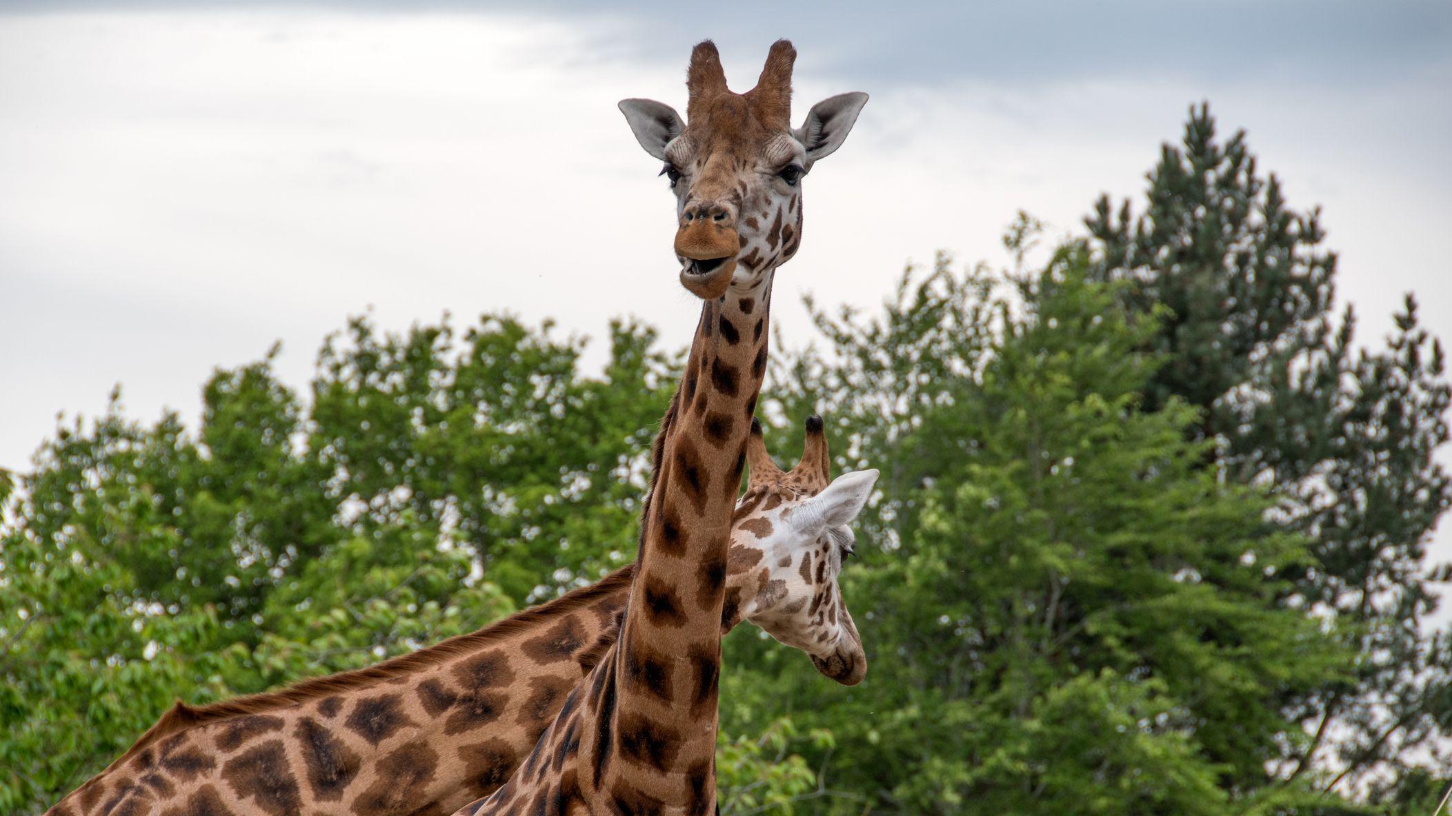 Ne postoji jedna, već četiri vrste žirafa, kažu naučnici 4 severne žirafe