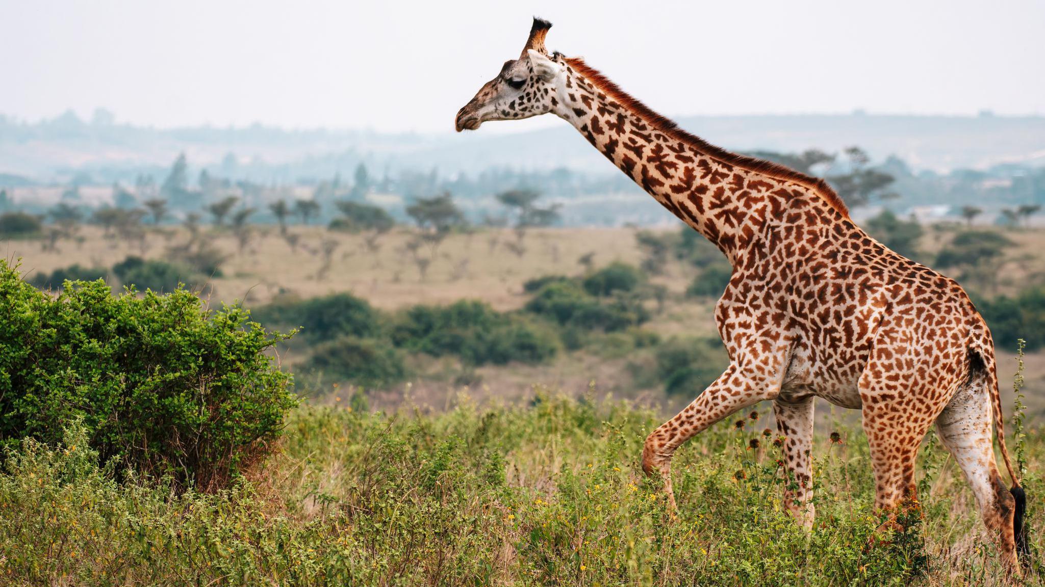 Ne postoji jedna, već četiri vrste žirafa, kažu naučnici 5 Masai žirafa u Keniji