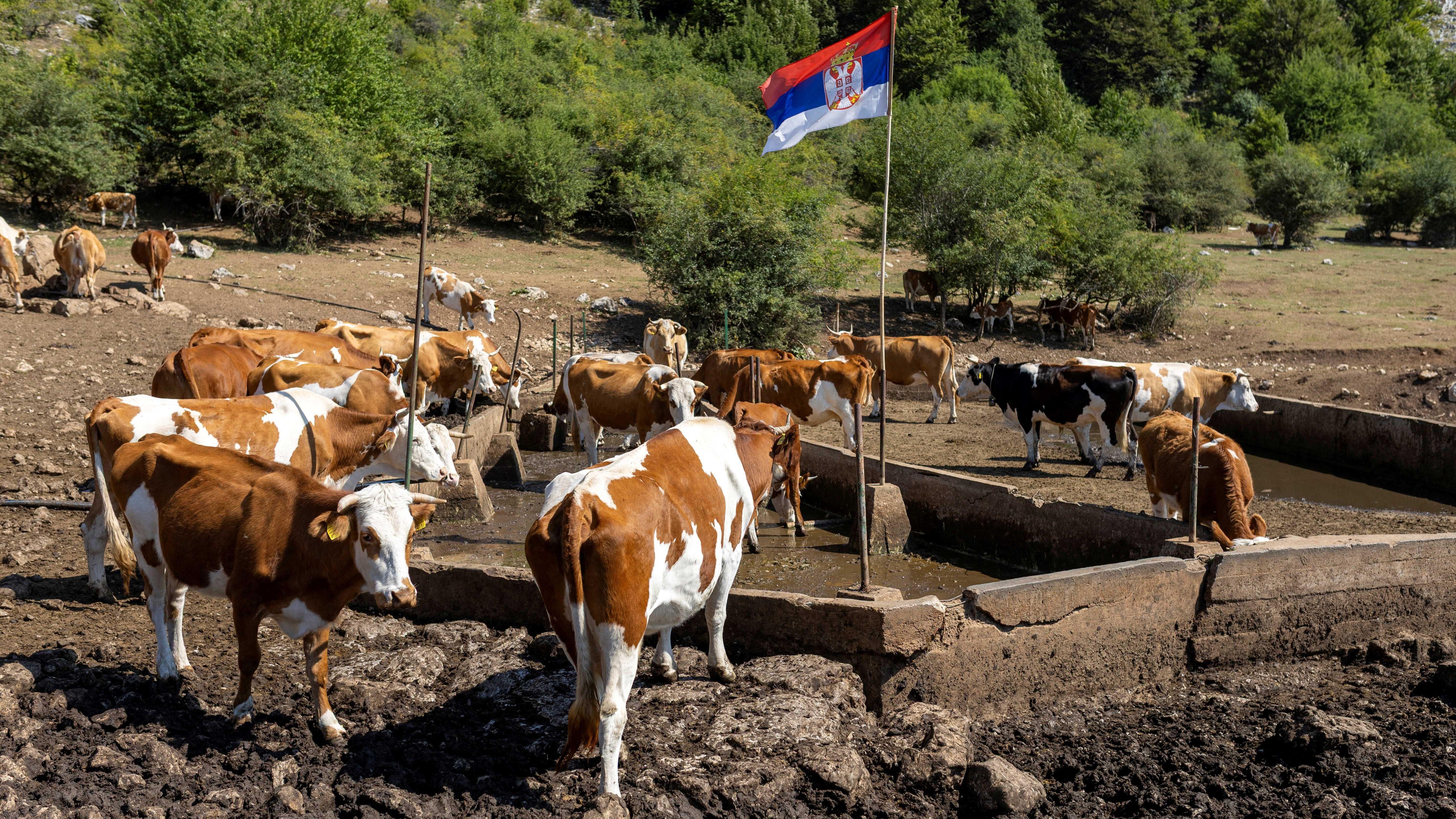 Životinje na Suvoj planini ponovo žedne 4 Pojilište Rakoš ostalo je bez vode