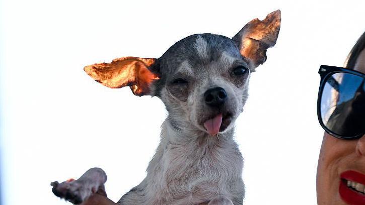 Sivo-beli pas plazi jezik dok mu je glava blago nagnuta u stranu