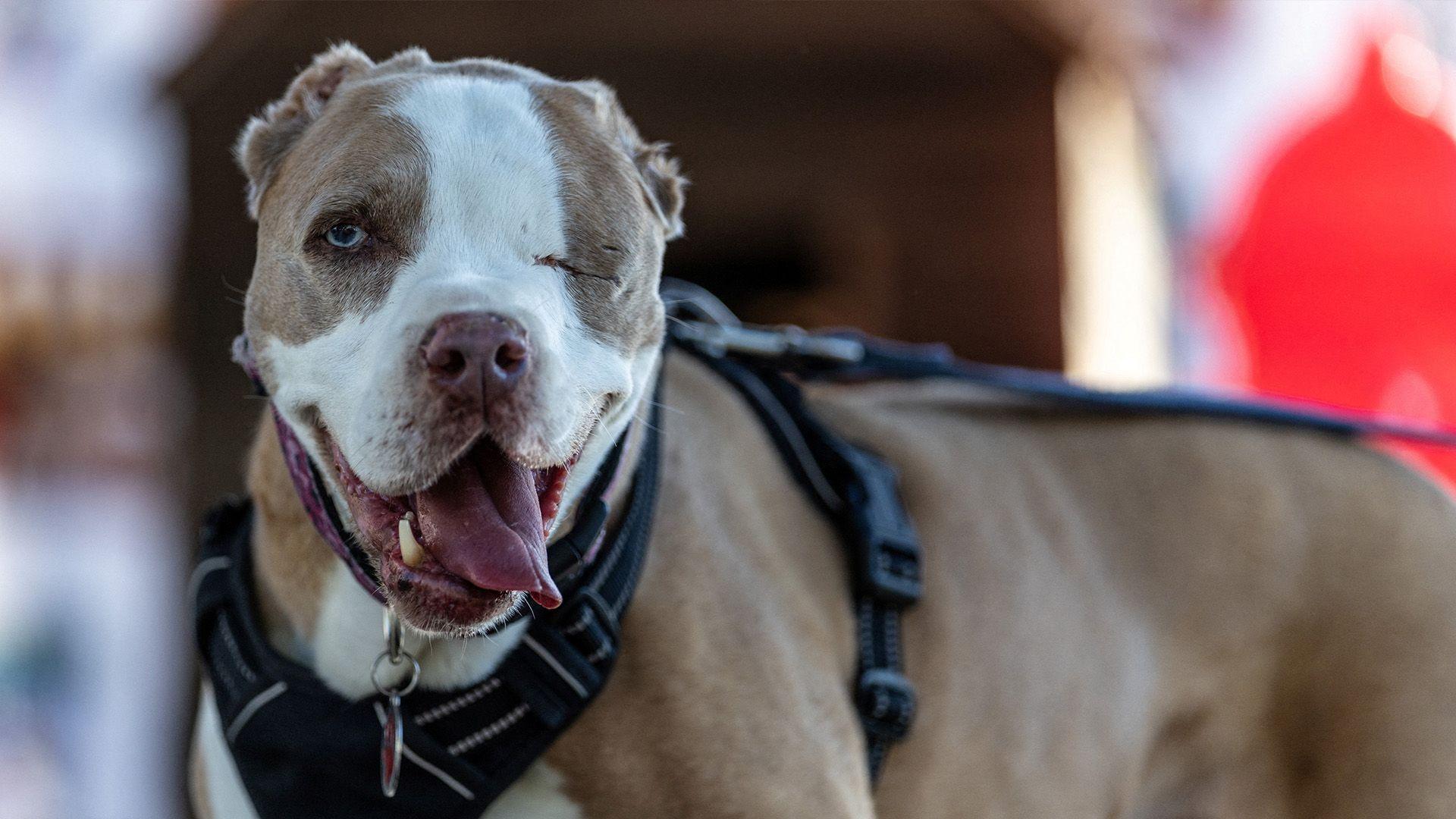 Kratkodlaki pas koji izgleda kao pas bul terijera. Ima svetlo smeđe-belo krzno. Nosi crni pojas, jezik mu je isplažen, a jedno oko je zatvoreno.