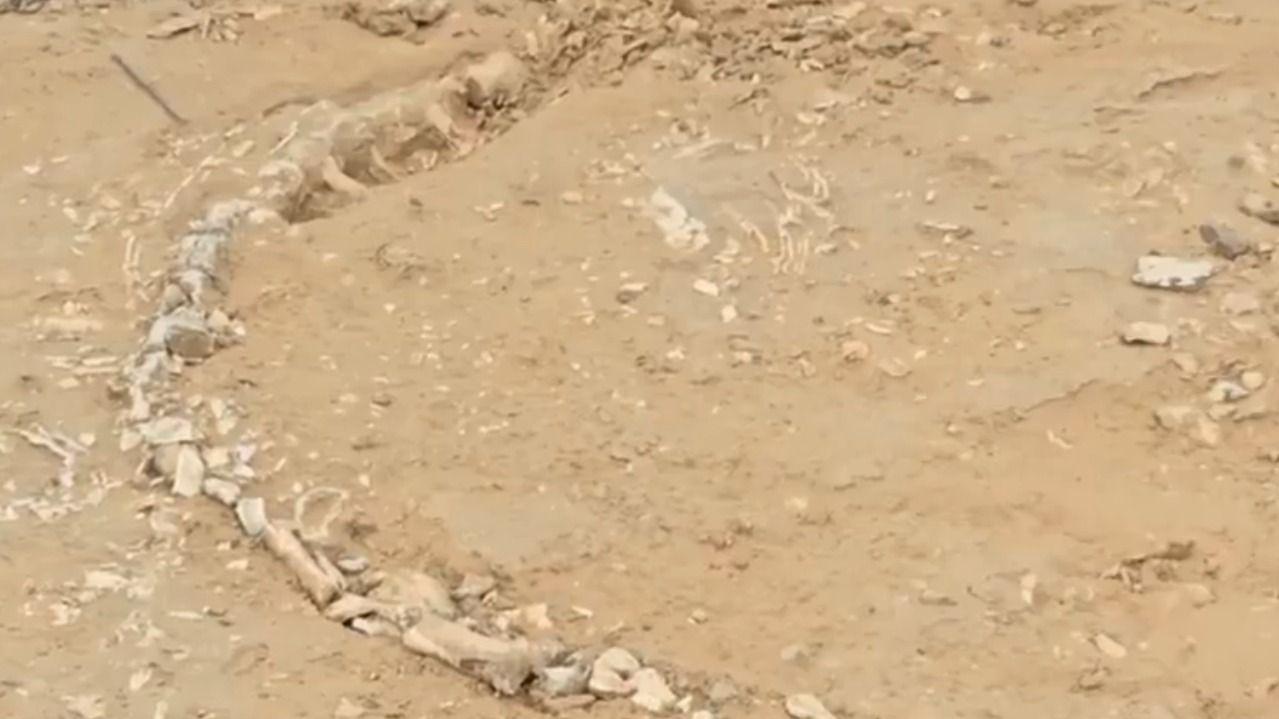 skelet životinjeiz praistorije, kosti na pesku u indijskom selu