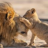 Šta sve životinje roditelji žrtvuju za mladunce: Gledajte novi serijal Dejvida Atenboroa 5