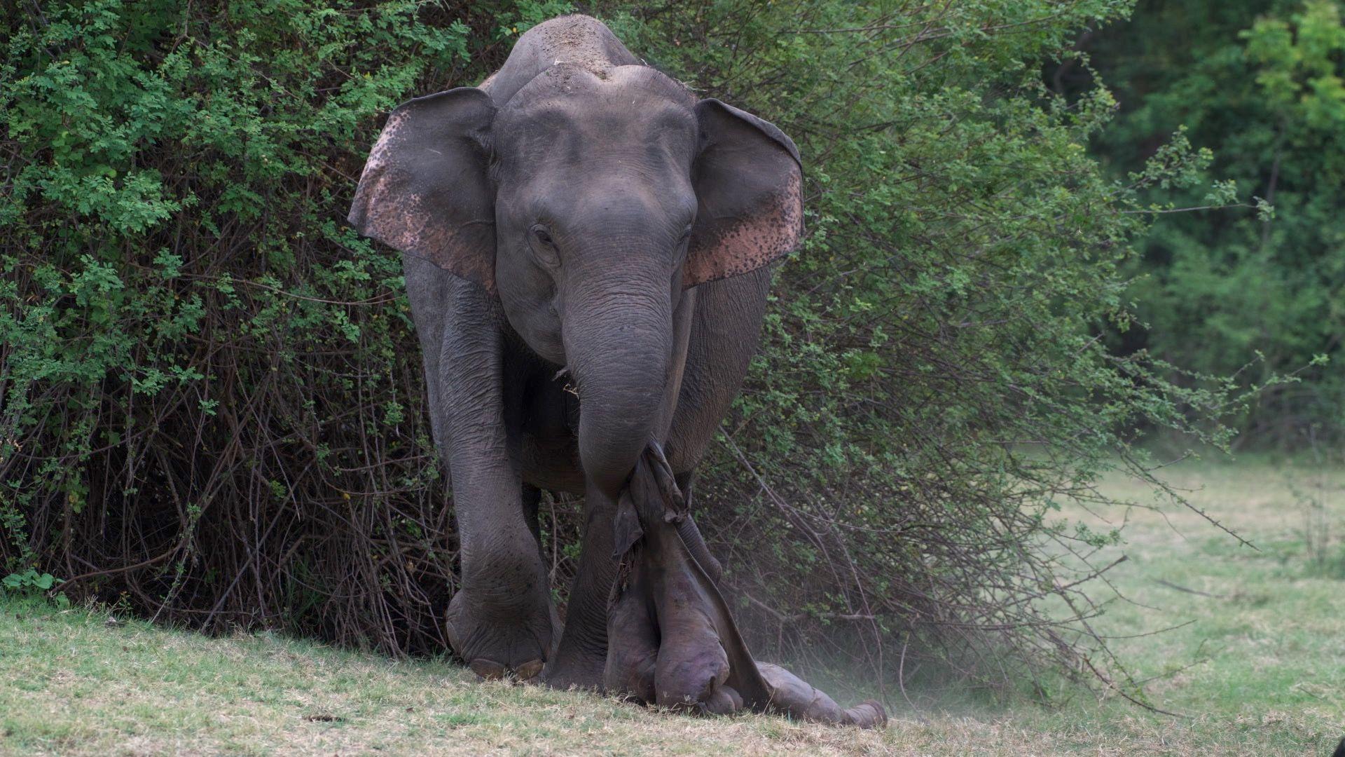 Da li slonovi žale za mrtvima 3 Azijska slonica nos mrtvo mladunče
