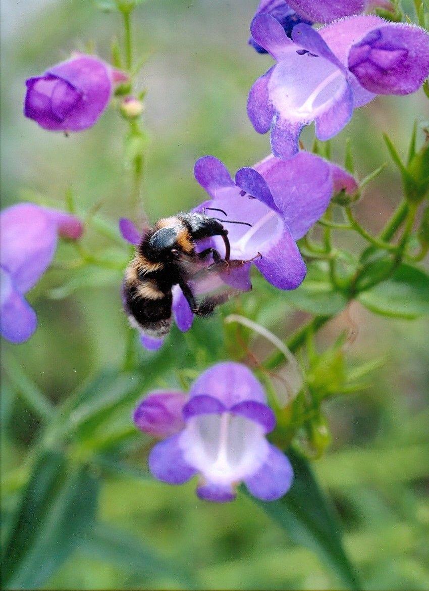 Lovac na biljke koji je rizikovao život u potrazi za orhidejom 16 Cvet koji je Tom otkrio u Meksiku 1999. godine zvanično je nazvan Penstemon Kraksova naslada 2005. godine.