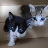 Sadističke onlajn grupe za mučenje mačaka: BBC istraga 4