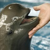 'Nasmejani anđeo': Bitka za spas retkog delfina bez peraja 4