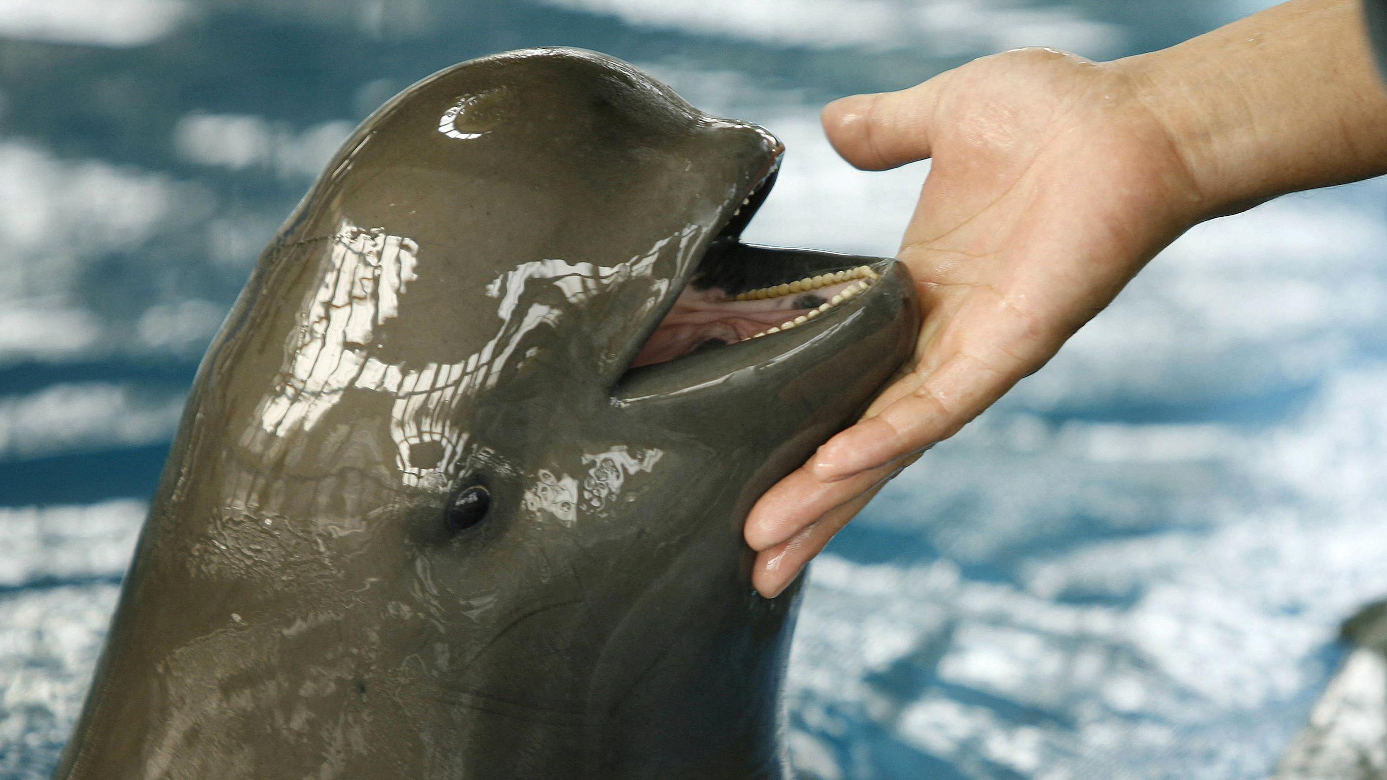 'Nasmejani anđeo': Bitka za spas retkog delfina bez peraja 1 Čuvar se igra sa pliskavicom, koja izgleda kao da se smeši dok joj drži ruku ispod brade.