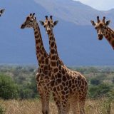 Ne postoji jedna, već četiri vrste žirafa, kažu naučnici 3