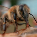 Superhrana za pčele: Nova nada za opstanak najvažnijih oprašivača 5