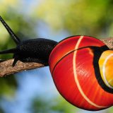 'Ah, ta divna stvorenja': Spasavanje puževa ugroženih sopstvenom lepotom 6