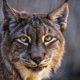 'Ako više ne želite vaše kućne ljubimce, dajte da njima nahranimo gladne predatore' 20