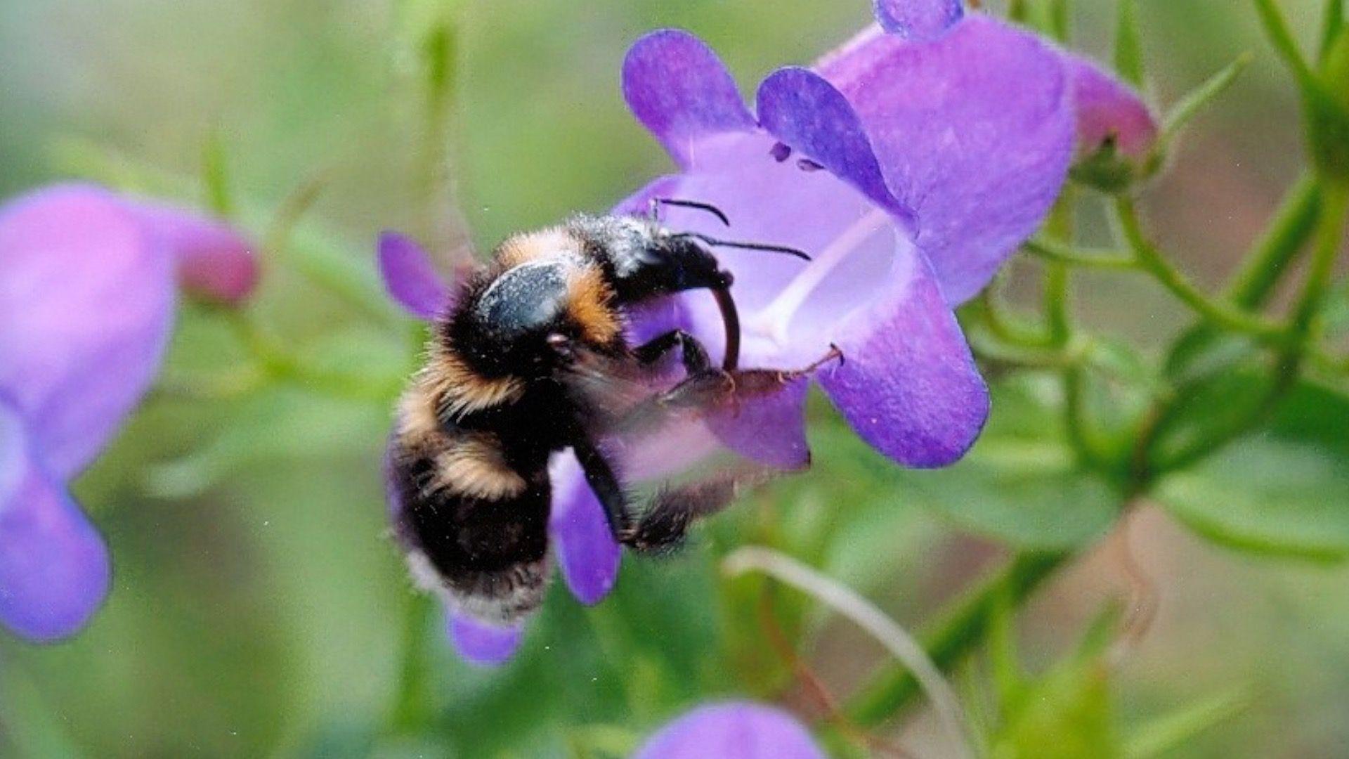 Lovac na biljke koji je rizikovao život u potrazi za orhidejom 3 Pčela na cvetu orhideje