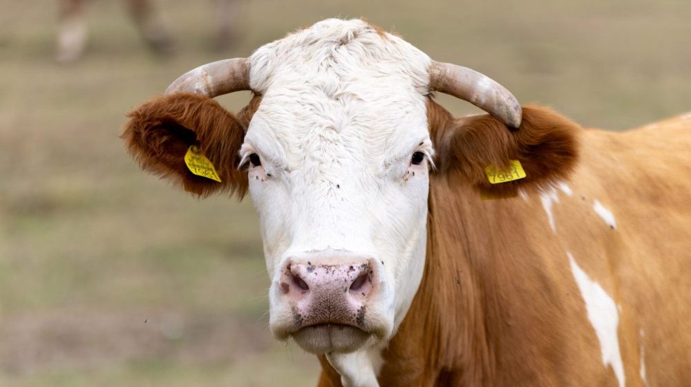 Policija u Nemačkoj morala da "privodi" odbeglu kravu 1