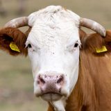 Policija u Nemačkoj morala da "privodi" odbeglu kravu 5