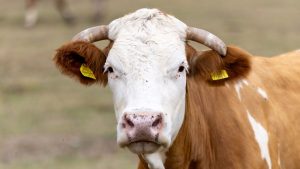 Policija u Nemačkoj morala da "privodi" odbeglu kravu 14