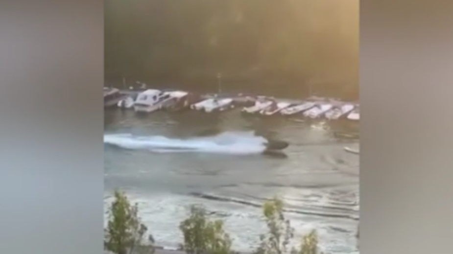 Dačić: Muškarac koji je izazvao opasnost na Tamišu tereti se za pokušaj ubistva 1