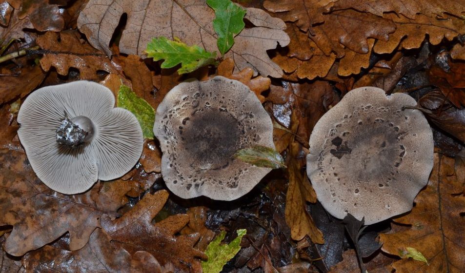 Iz Šumarica pravo u svetske baze naučnih podataka: U Srbiji otkrivena nova vrsta gljive 1
